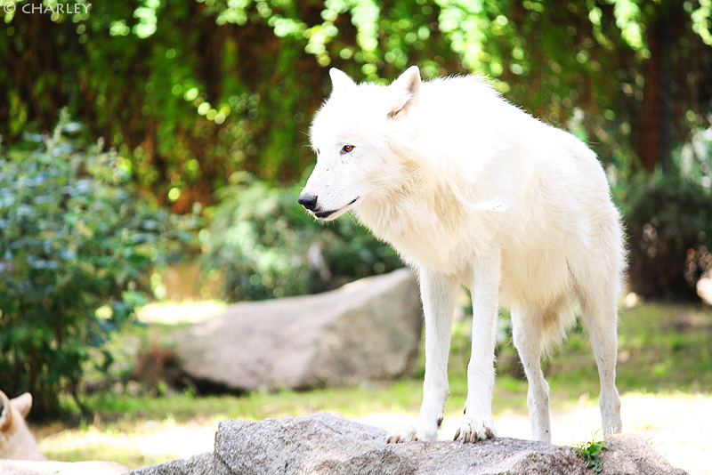 zoo-berlin2010 (82).jpg